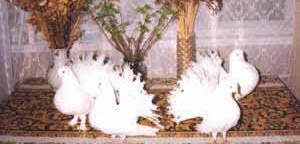 Комфортная стоимость